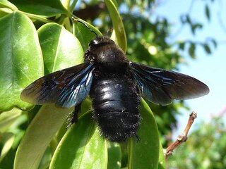 Xylocope, abeille charpentière - (gailhampshire / flickr.com)